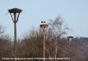 couple-cigognes-millenium-04-02-2014_Millenium