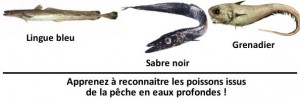 poisson-peche-eaux-profondes